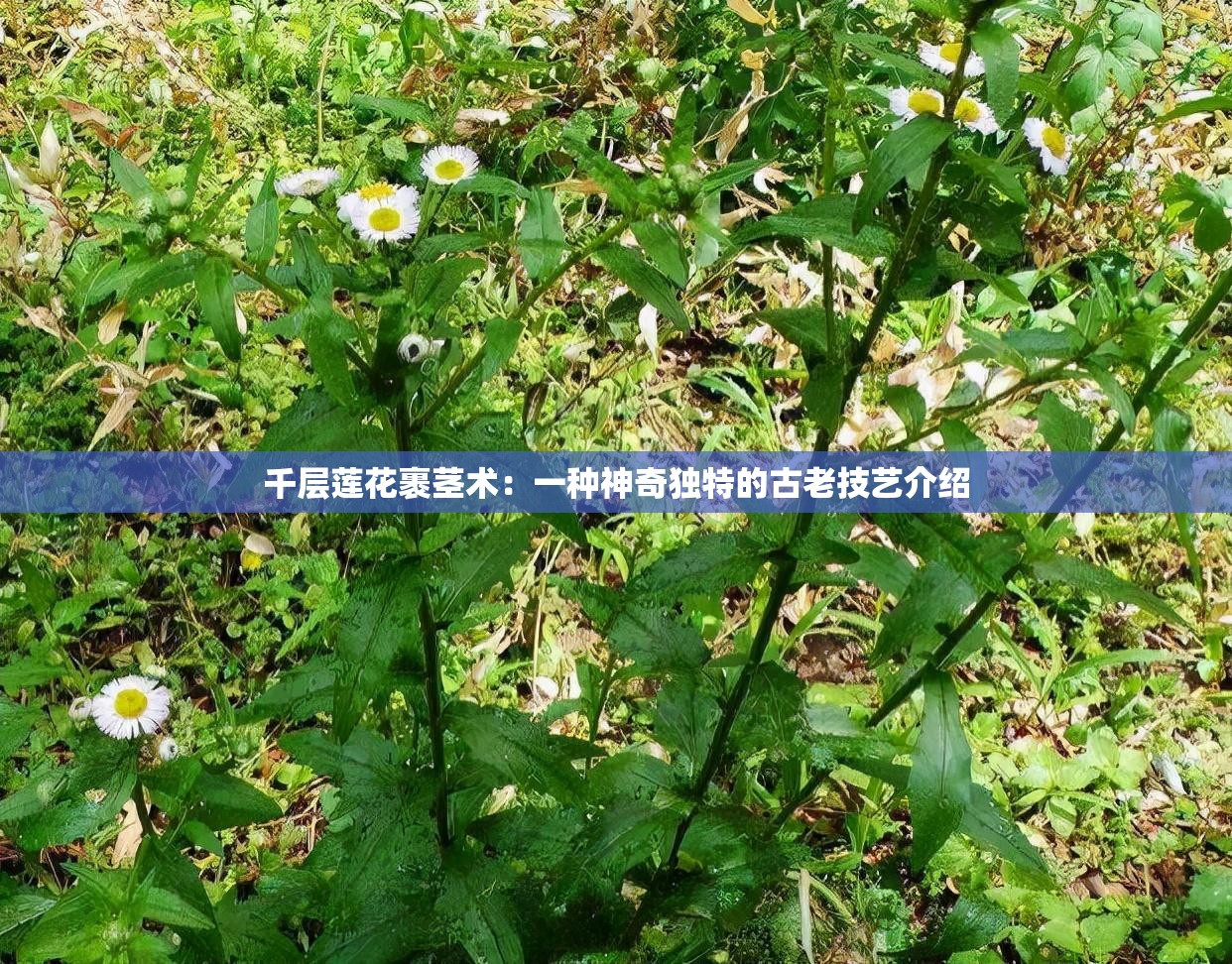 千层莲花裹茎术：一种神奇独特的古老技艺介绍