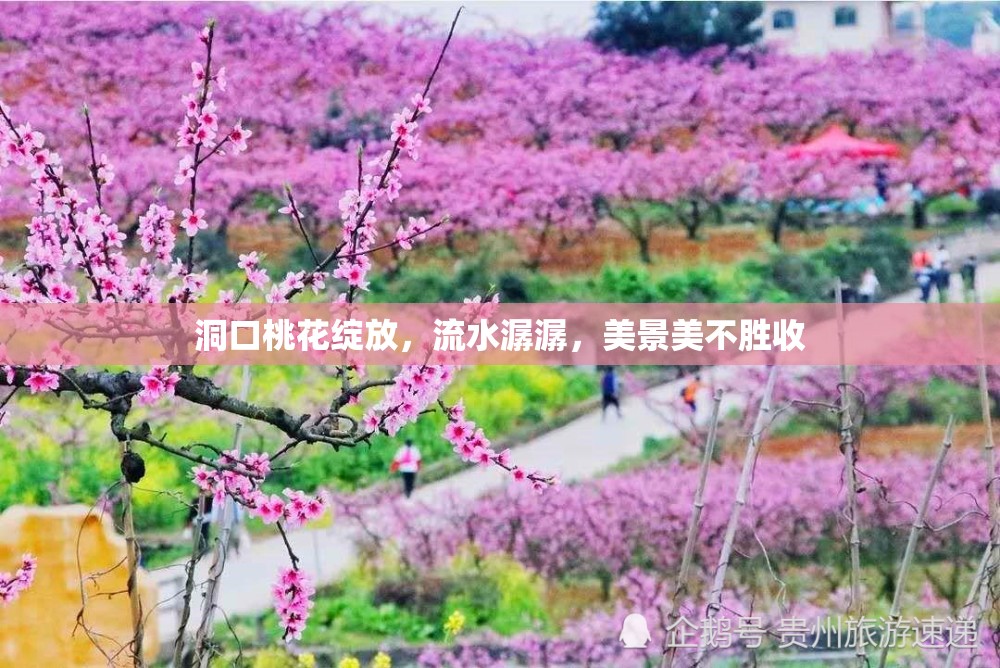 洞口桃花绽放，流水潺潺，美景美不胜收