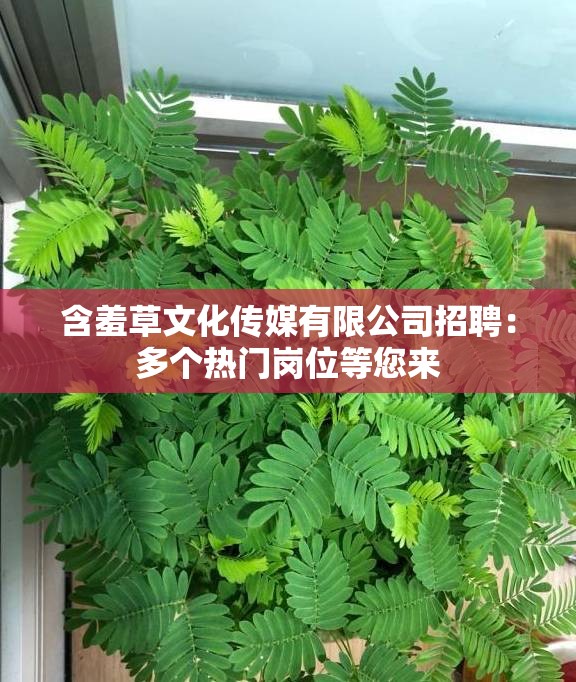 含羞草文化传媒有限公司招聘：多个热门岗位等您来