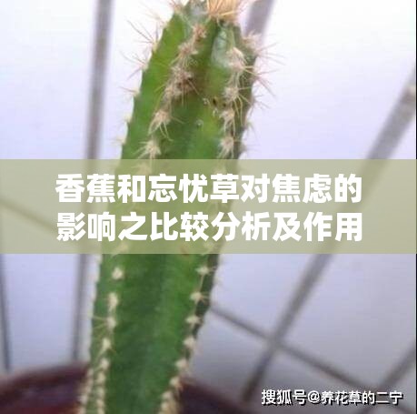 香蕉和忘忧草对焦虑的影响之比较分析及作用探讨