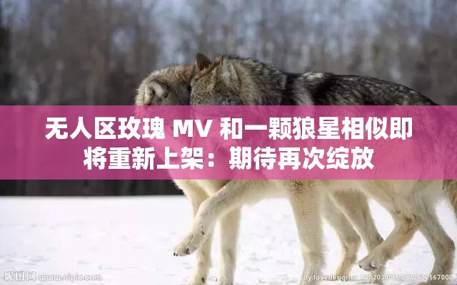 无人区玫瑰 MV 和一颗狼星相似即将重新上架：期待再次绽放