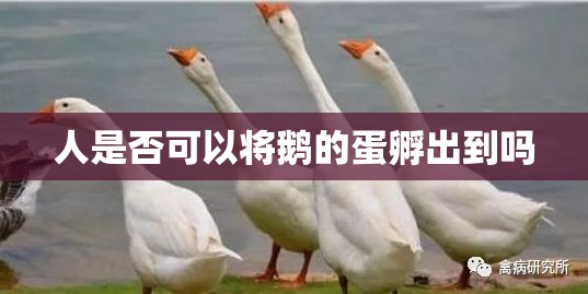 人是否可以将鹅的蛋孵出到吗