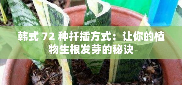 韩式 72 种扦插方式：让你的植物生根发芽的秘诀