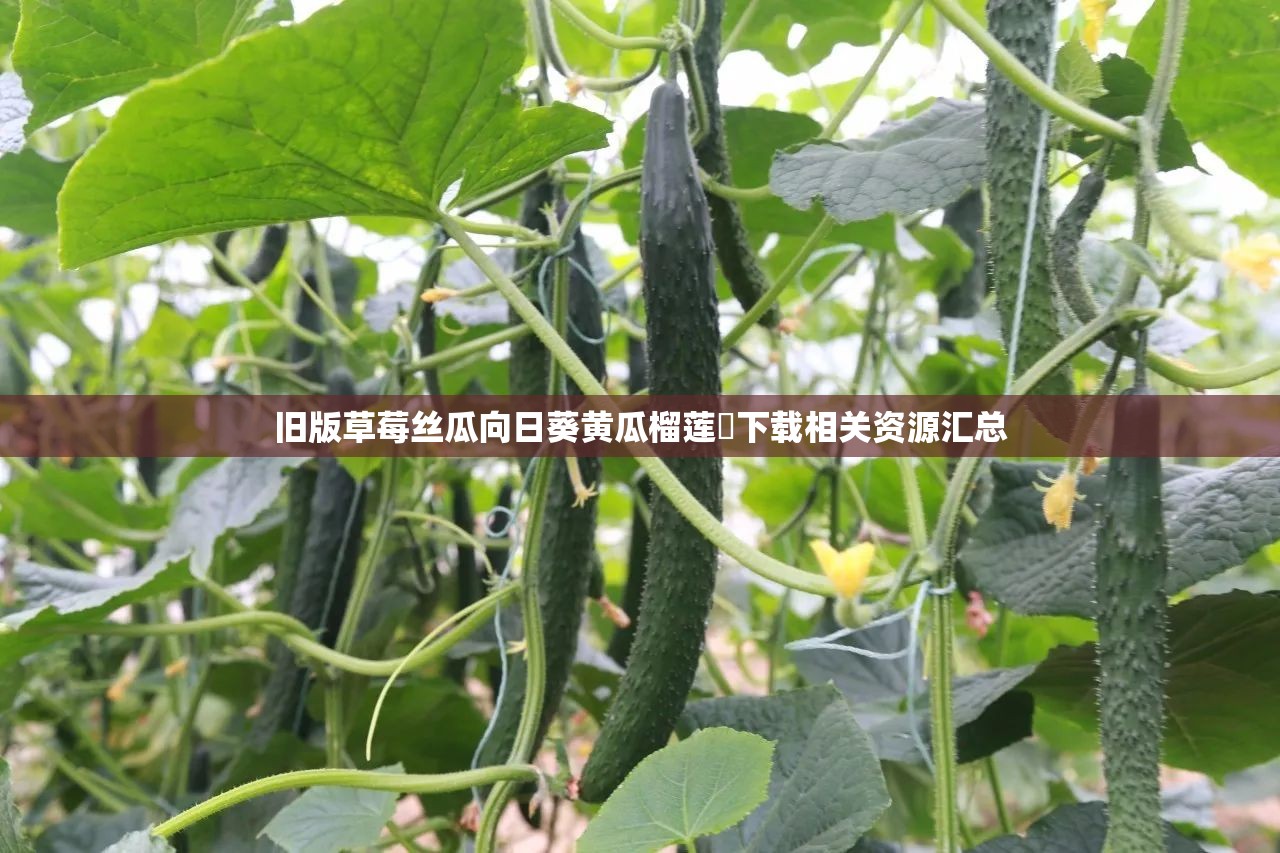 旧版草莓丝瓜向日葵黄瓜榴莲汅下载相关资源汇总