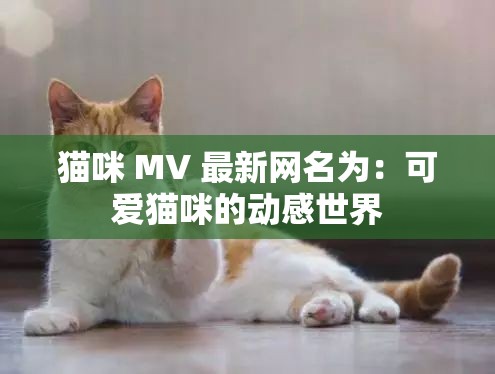 猫咪 MV 最新网名为：可爱猫咪的动感世界