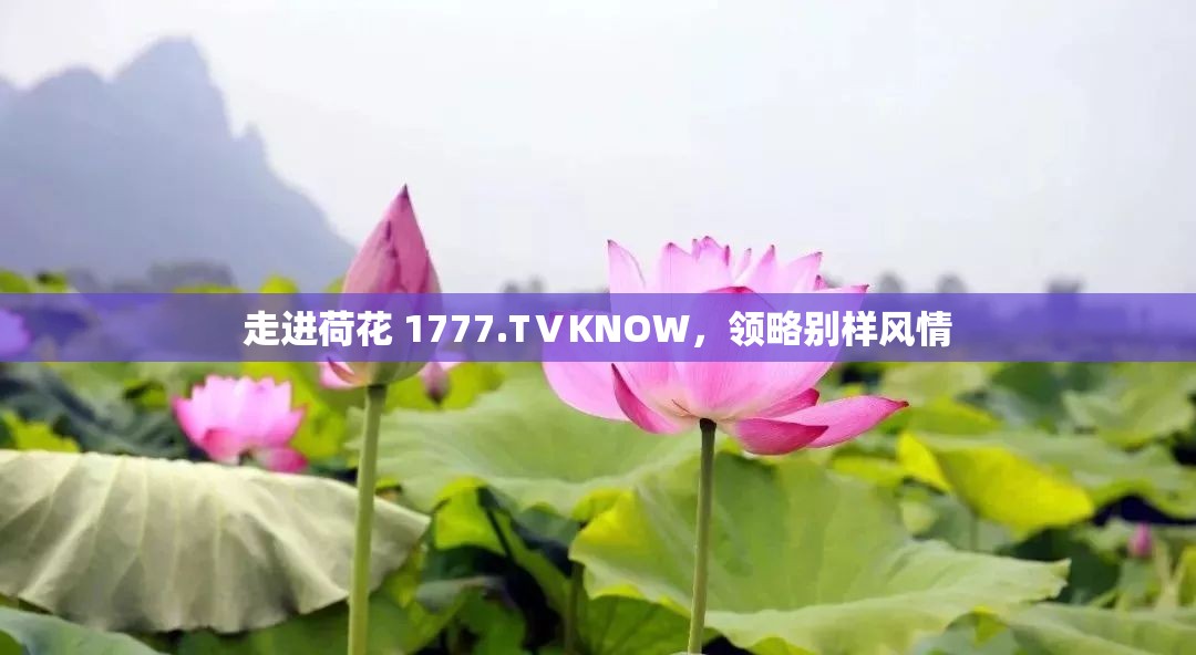 走进荷花 1777.TⅤKNOW，领略别样风情