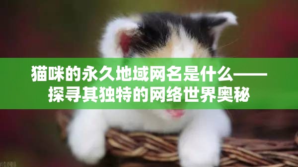 猫咪的永久地域网名是什么——探寻其独特的网络世界奥秘