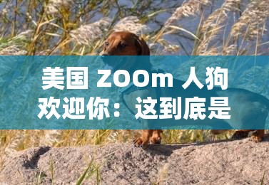 美国 ZOOm 人狗欢迎你：这到底是怎样一种奇特现象