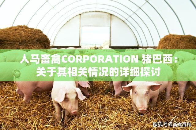 人马畜禽CORPORATION 猪巴西：关于其相关情况的详细探讨