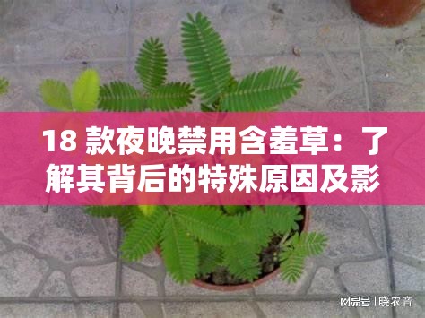 18 款夜晚禁用含羞草：了解其背后的特殊原因及影响