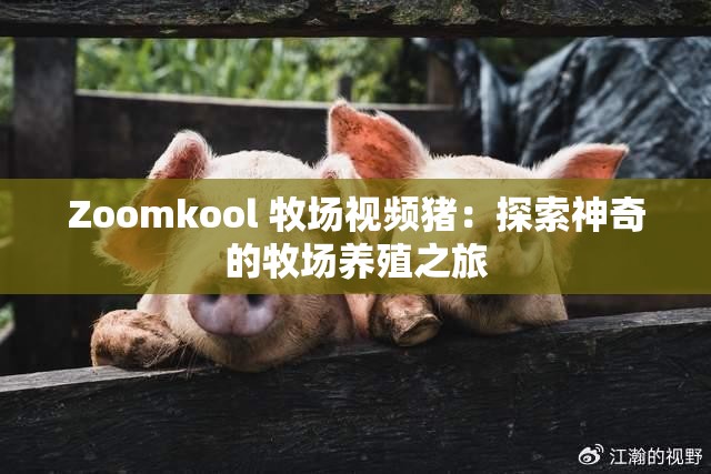 Zoomkool 牧场视频猪：探索神奇的牧场养殖之旅