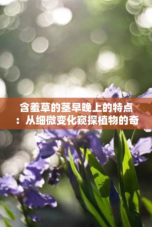 含羞草的茎早晚上的特点：从细微变化窥探植物的奇妙节律