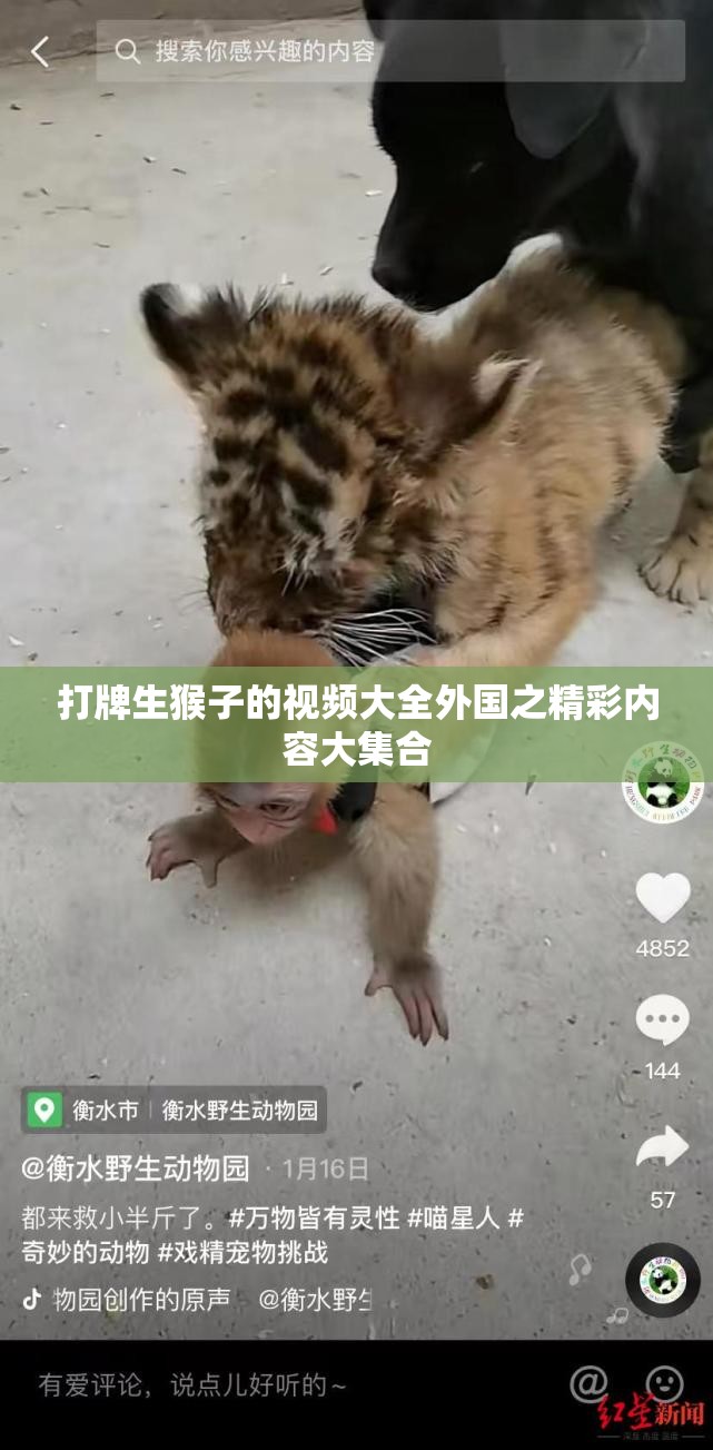 打牌生猴子的视频大全外国之精彩内容大集合