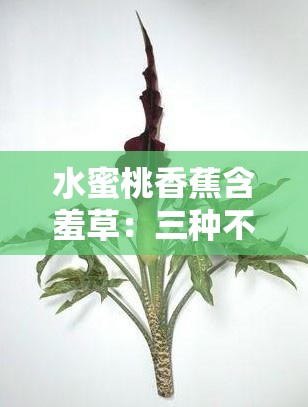 水蜜桃香蕉含羞草：三种不同植物的奇妙世界