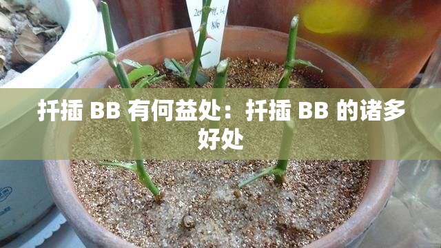 扦插 BB 有何益处：扦插 BB 的诸多好处