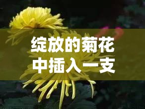 绽放的菊花中插入一支笔，这样的场景让人浮想联翩