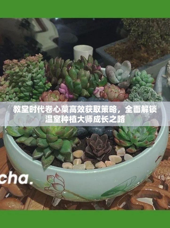 教堂时代卷心菜高效获取策略，全面解锁温室种植大师成长之路