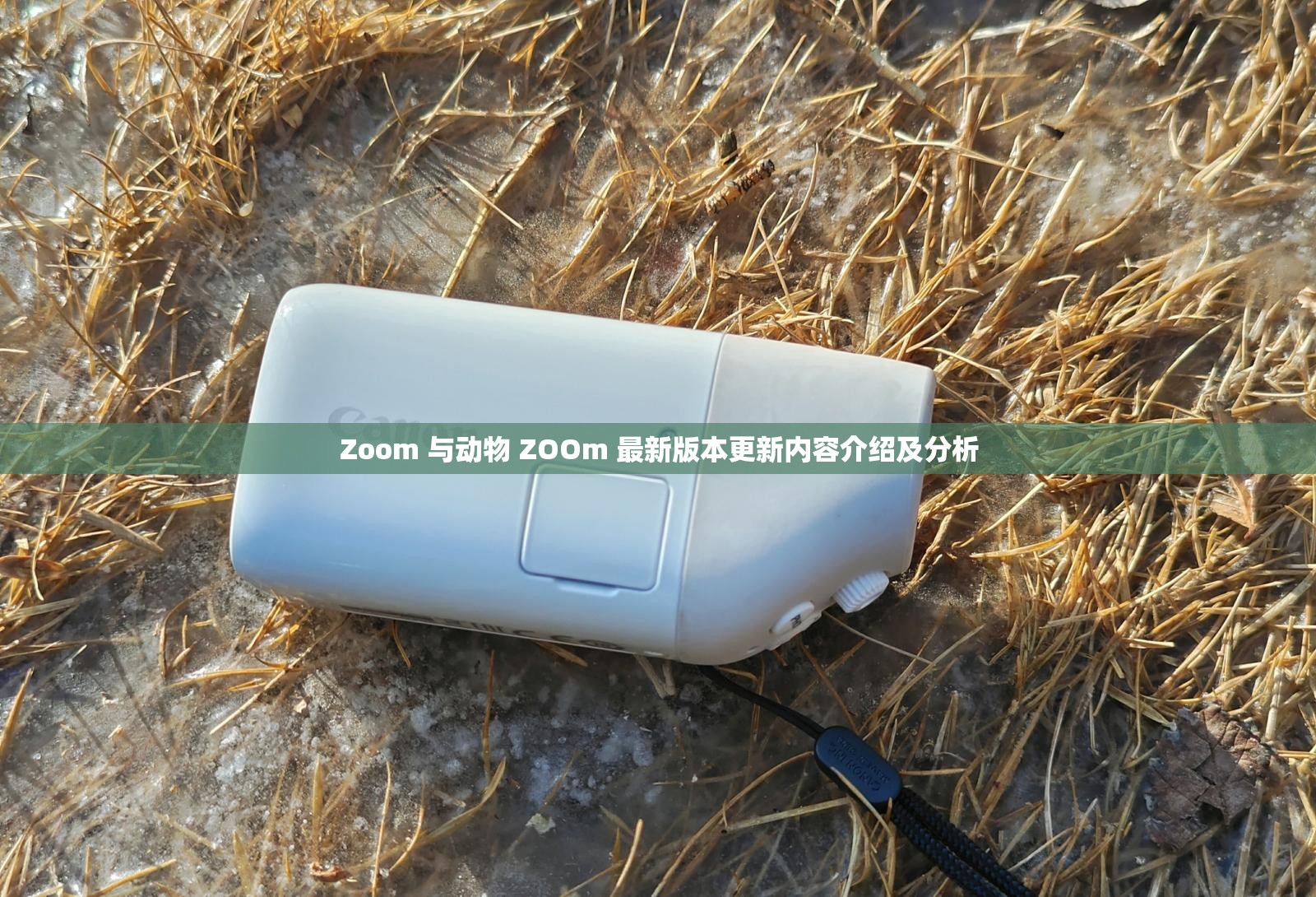 Zoom 与动物 ZOOm 最新版本更新内容介绍及分析