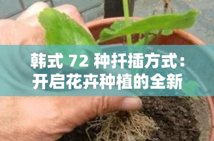 韩式 72 种扦插方式：开启花卉种植的全新世界