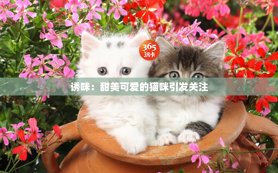 诱咪：甜美可爱的猫咪引发关注