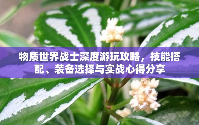 物质世界战士深度游玩攻略，技能搭配、装备选择与实战心得分享