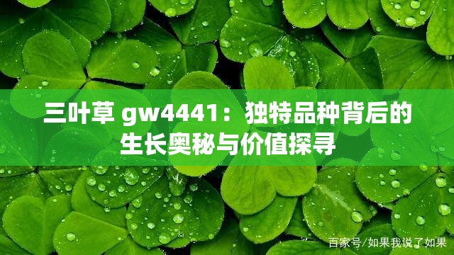 三叶草 gw4441：独特品种背后的生长奥秘与价值探寻