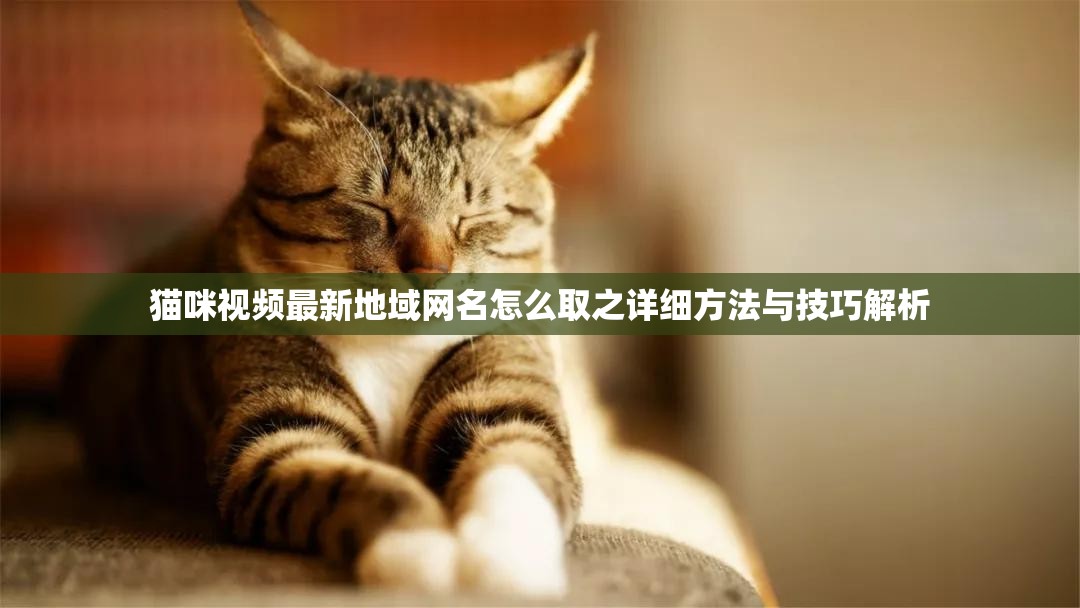 猫咪视频最新地域网名怎么取之详细方法与技巧解析