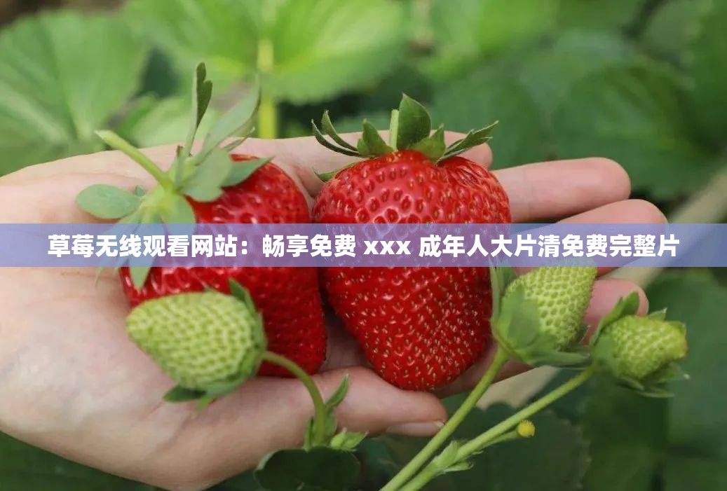 草莓无线观看网站：畅享免费 xxx 成年人大片清免费完整片