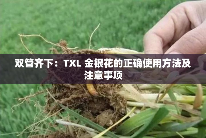 双管齐下：TXL 金银花的正确使用方法及注意事项