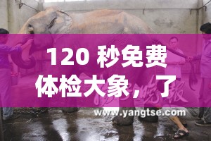 120 秒免费体检大象，了解大象健康不再困难