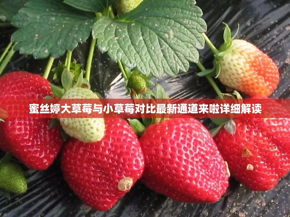 蜜丝婷大草莓与小草莓对比最新通道来啦详细解读