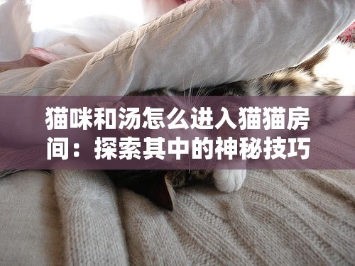 猫咪和汤怎么进入猫猫房间：探索其中的神秘技巧与方法