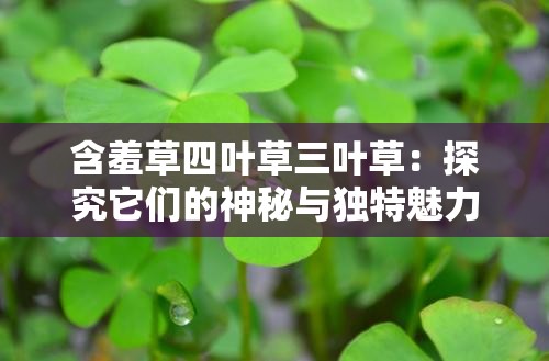 含羞草四叶草三叶草：探究它们的神秘与独特魅力