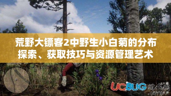 荒野大镖客2中野生小白菊的分布探索、获取技巧与资源管理艺术解析