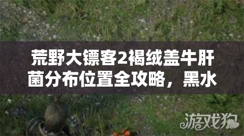 荒野大镖客2褐绒盖牛肝菌分布位置全攻略，黑水镇左边森林等地采集指南