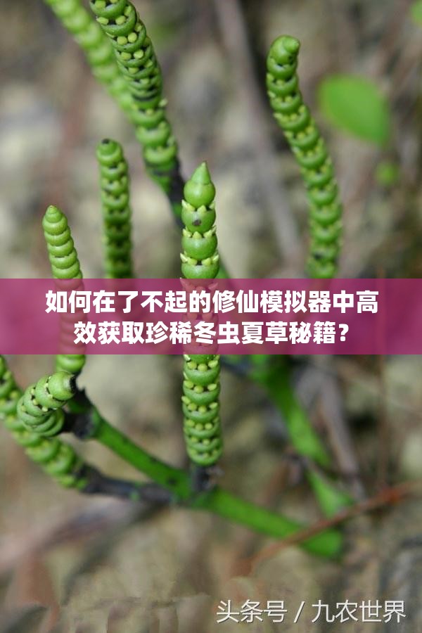 如何在了不起的修仙模拟器中高效获取珍稀冬虫夏草秘籍？