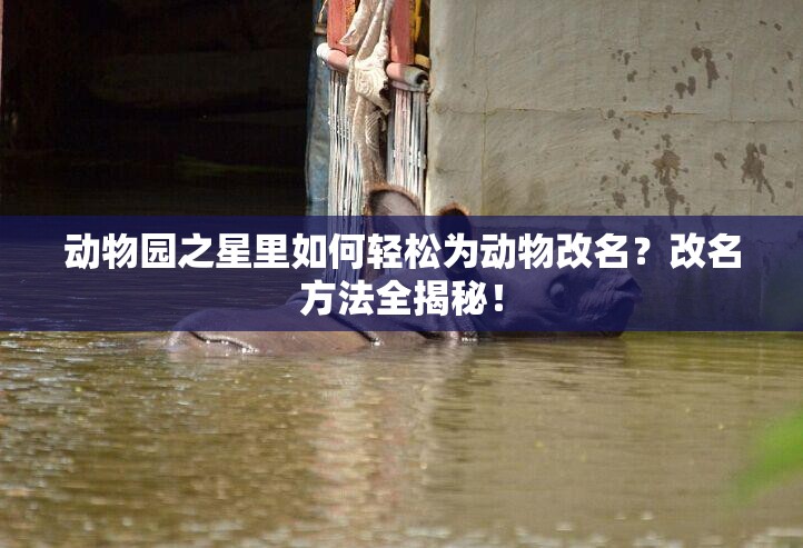 动物园之星里如何轻松为动物改名？改名方法全揭秘！