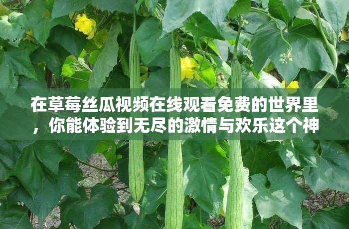 在草莓丝瓜视频在线观看免费的世界里，你能体验到无尽的激情与欢乐这个神奇的世界充满了惊喜，让你欲罢不能你还在等什么？快来探索这个充满无限可能的世界吧