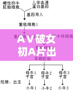 AⅤ破女初A片出血现象解析：原因、影响及应对措施全攻略