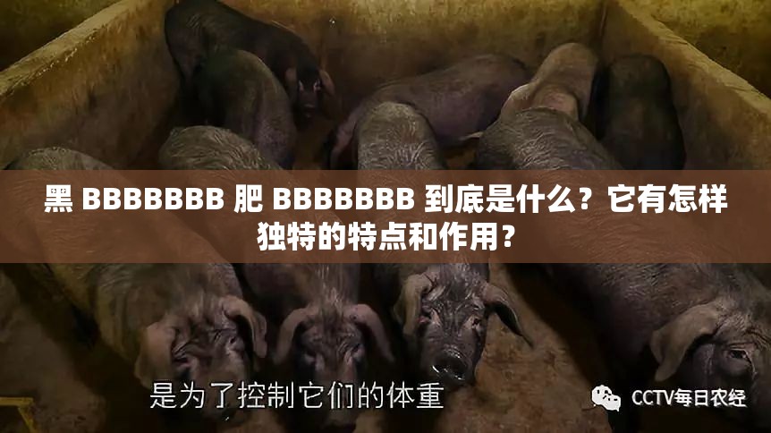 黑 BBBBBBB 肥 BBBBBBB 到底是什么？它有怎样独特的特点和作用？